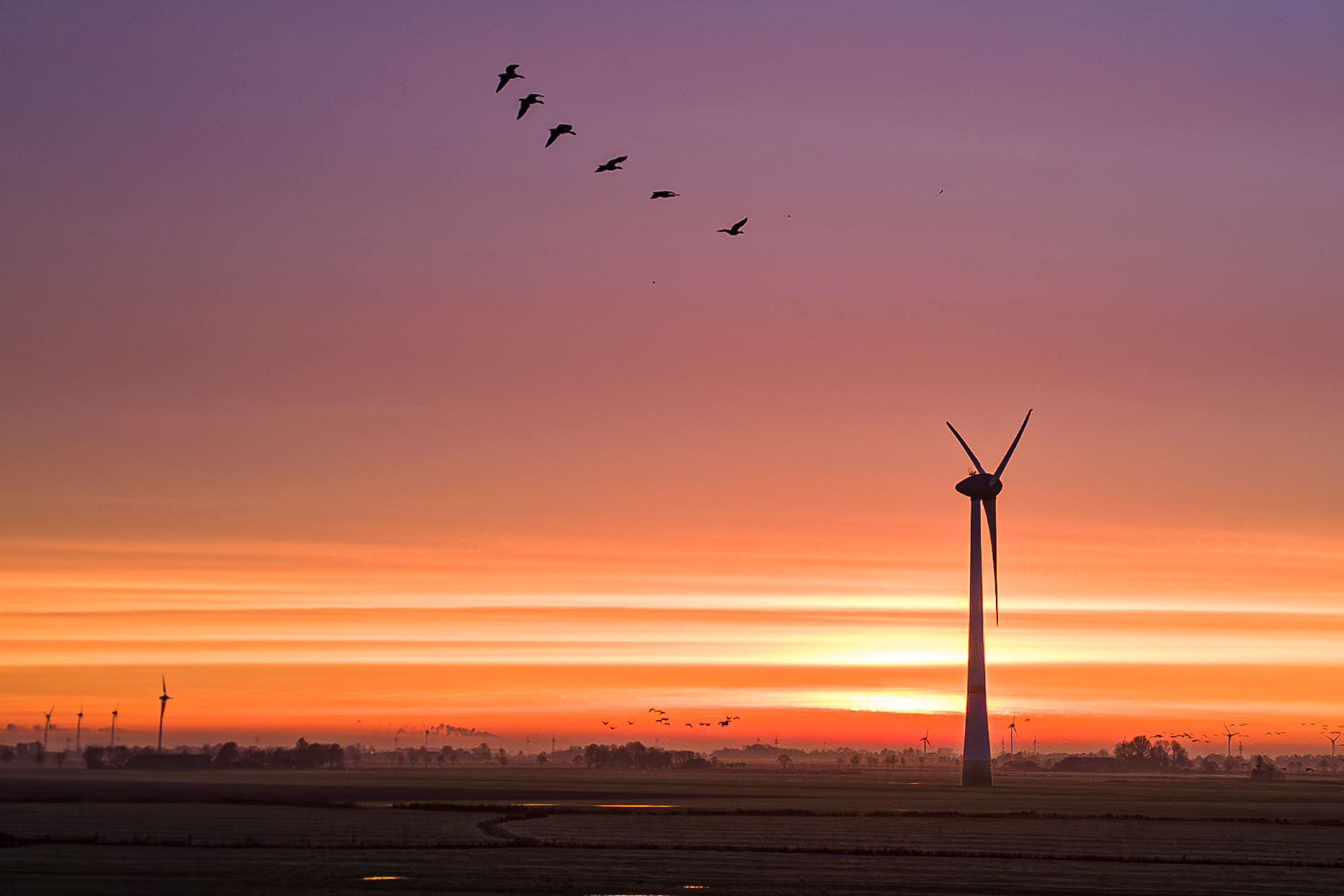 Windkraftrad bei Sonnenuntergang mit Vögeln